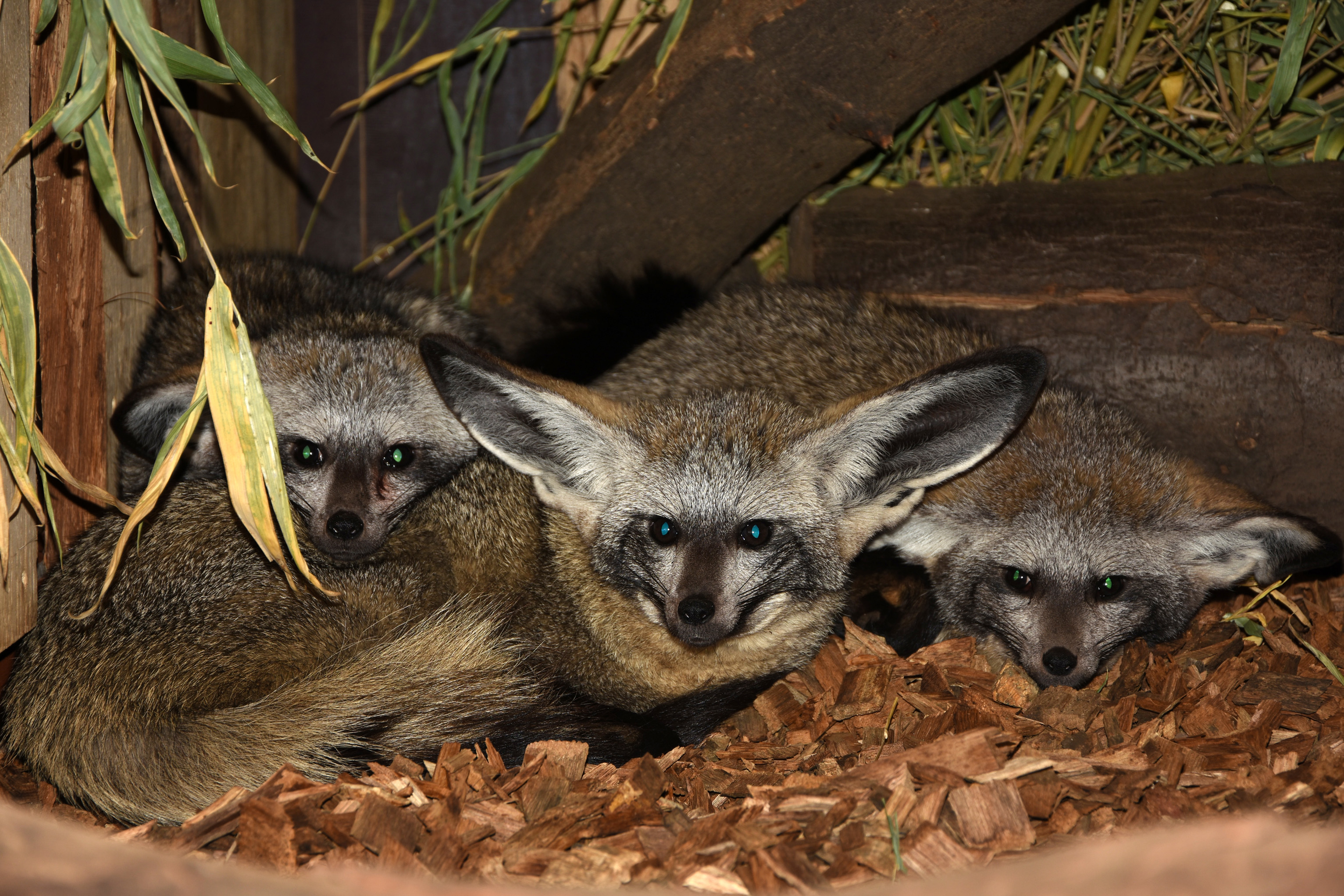 Neu im Zoo Dortmund Drei Hunde mit sechs Löffeln EnjoyNews